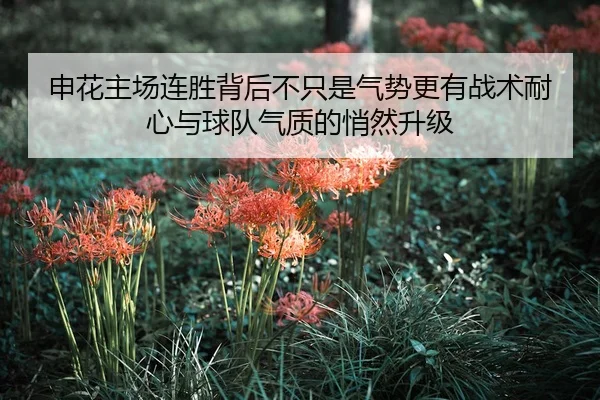 申花主场连胜背后不只是气势更有战术耐心与球队气质的悄然升级
